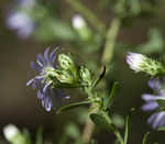 Willowleaf aster